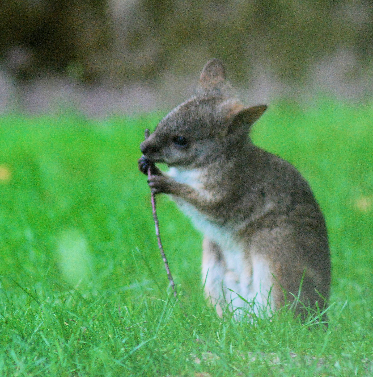 Wallaby - Parma or White throated