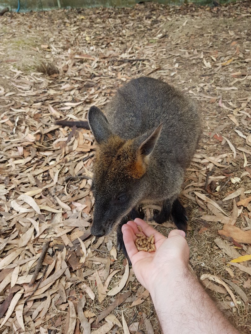 Wallaby - Phillip Island Wildlife Park