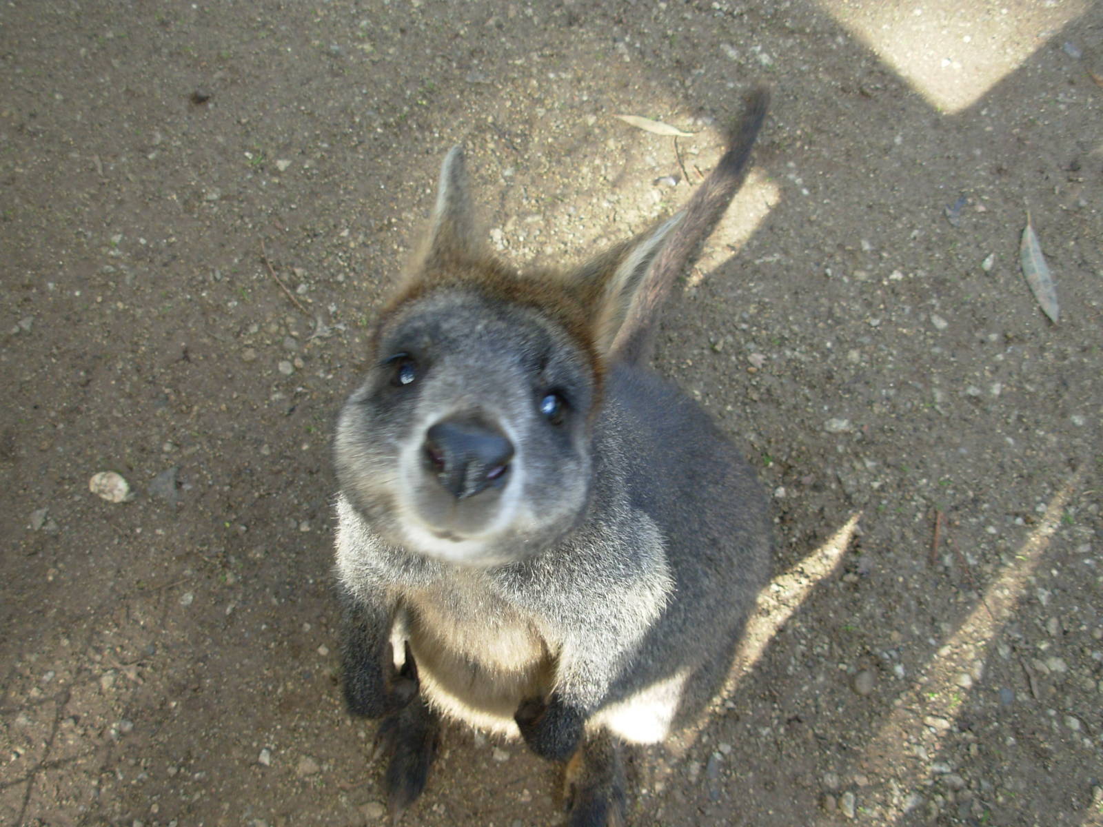 Wallaby - Phillip Island Wildlife Park