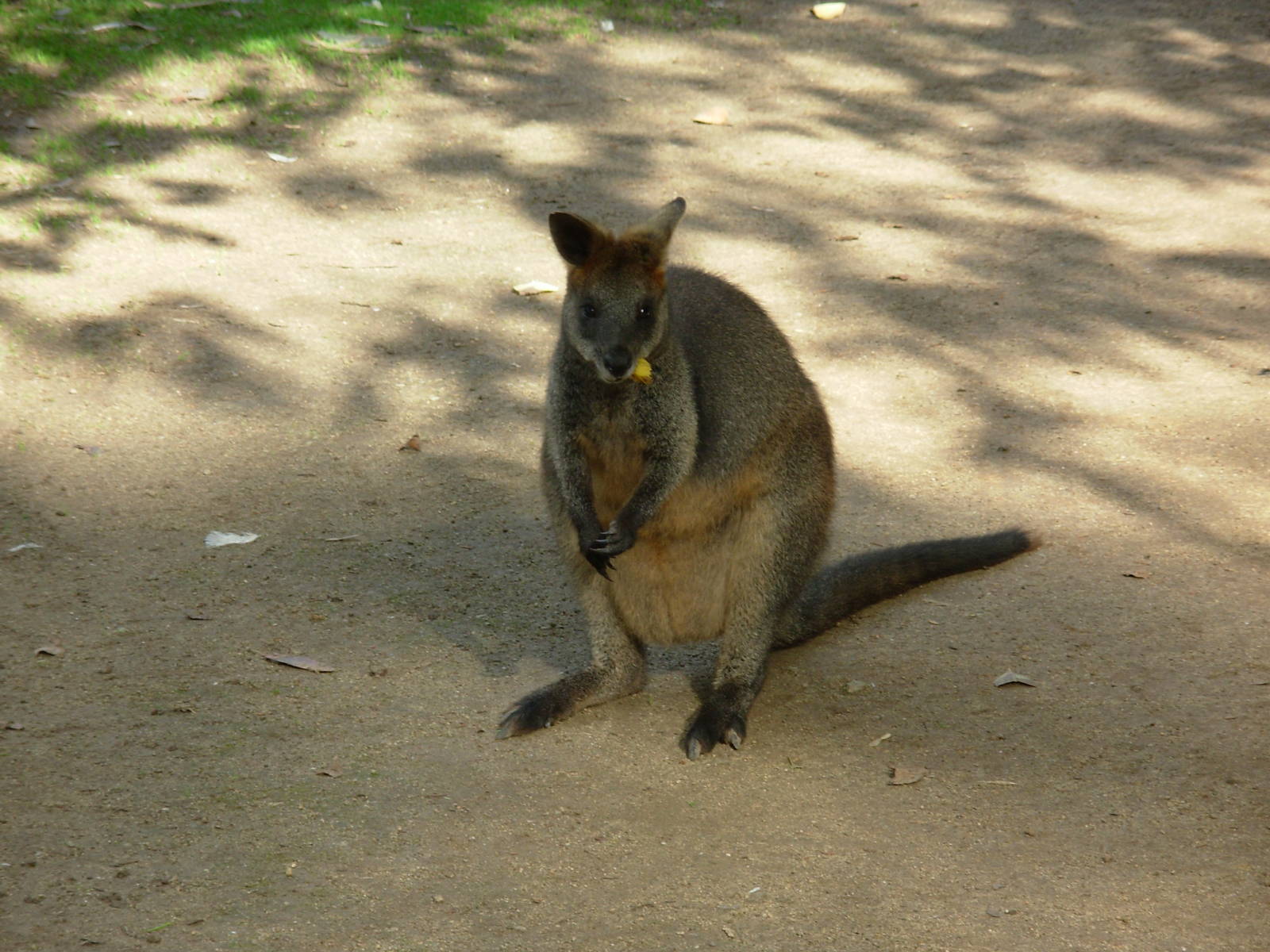 Wallaby - Phillip Island Wildlife Park