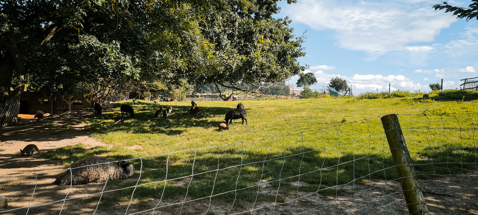 Wallaby, Sheep and Emu resting area