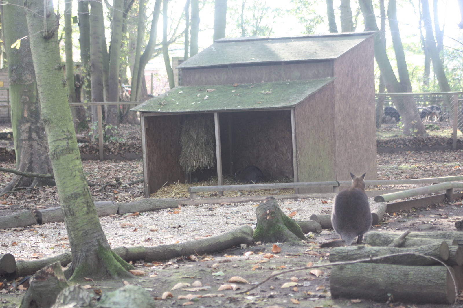 Wallaby shelter, 29th October 2014