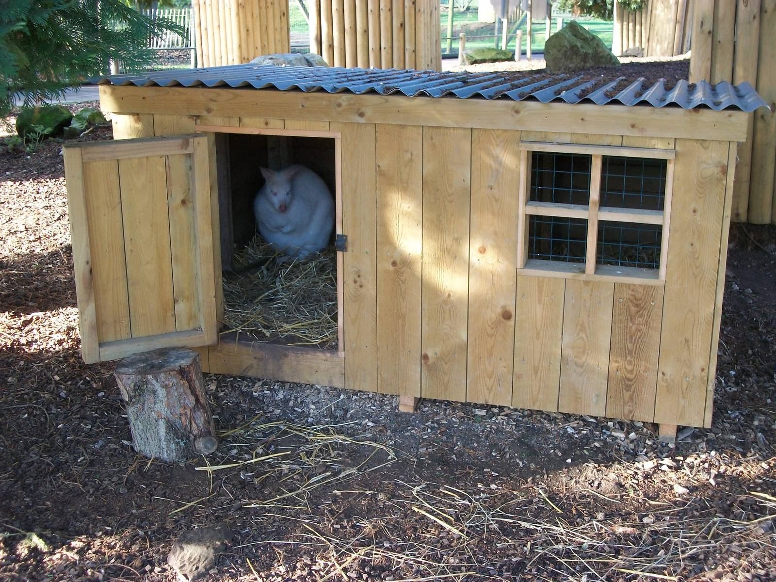 Wallaby shelter, 3rd January 2014