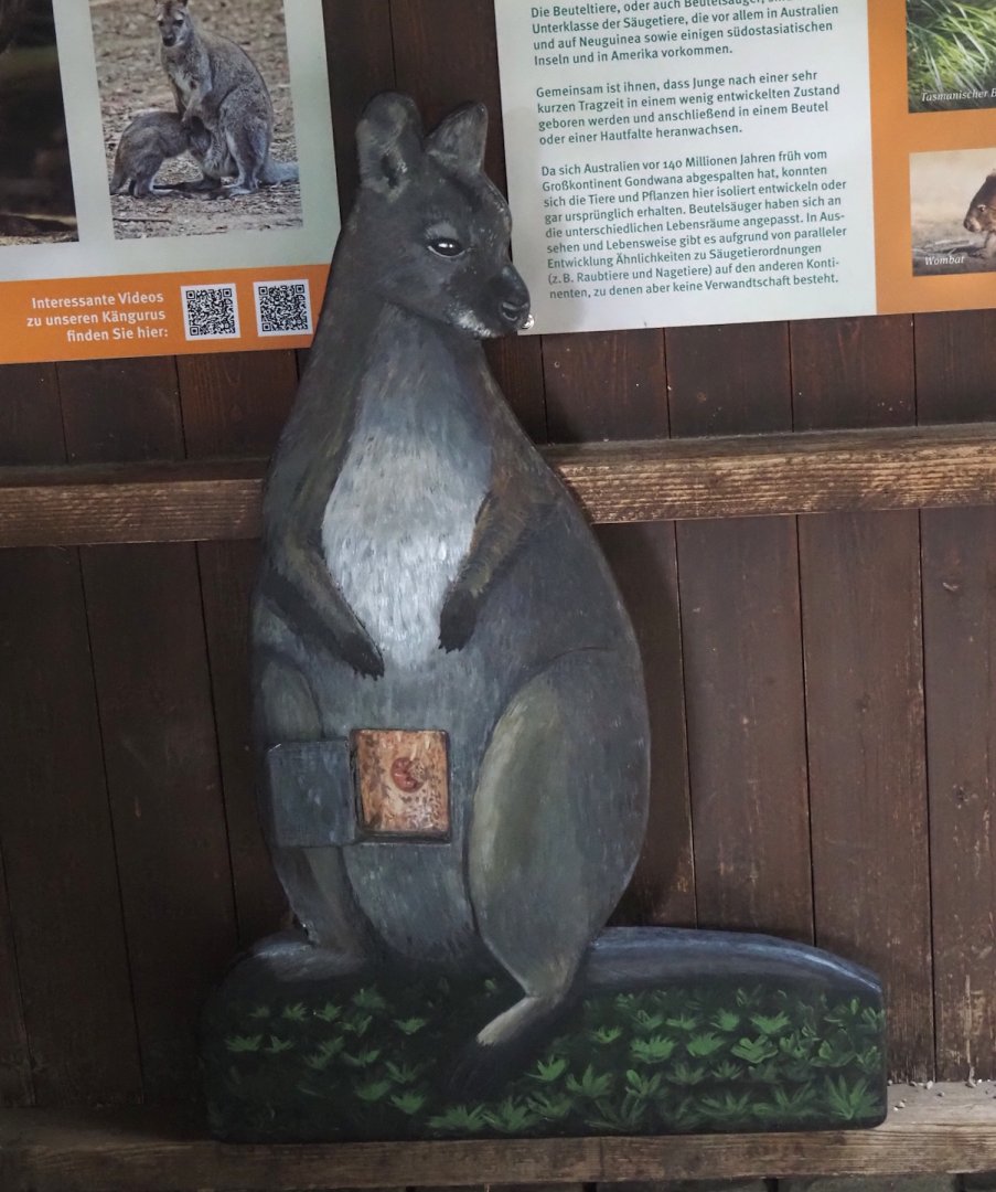 Wallaby signage - Wallaby model with flap showing little joey in pouch, 2025-05-22