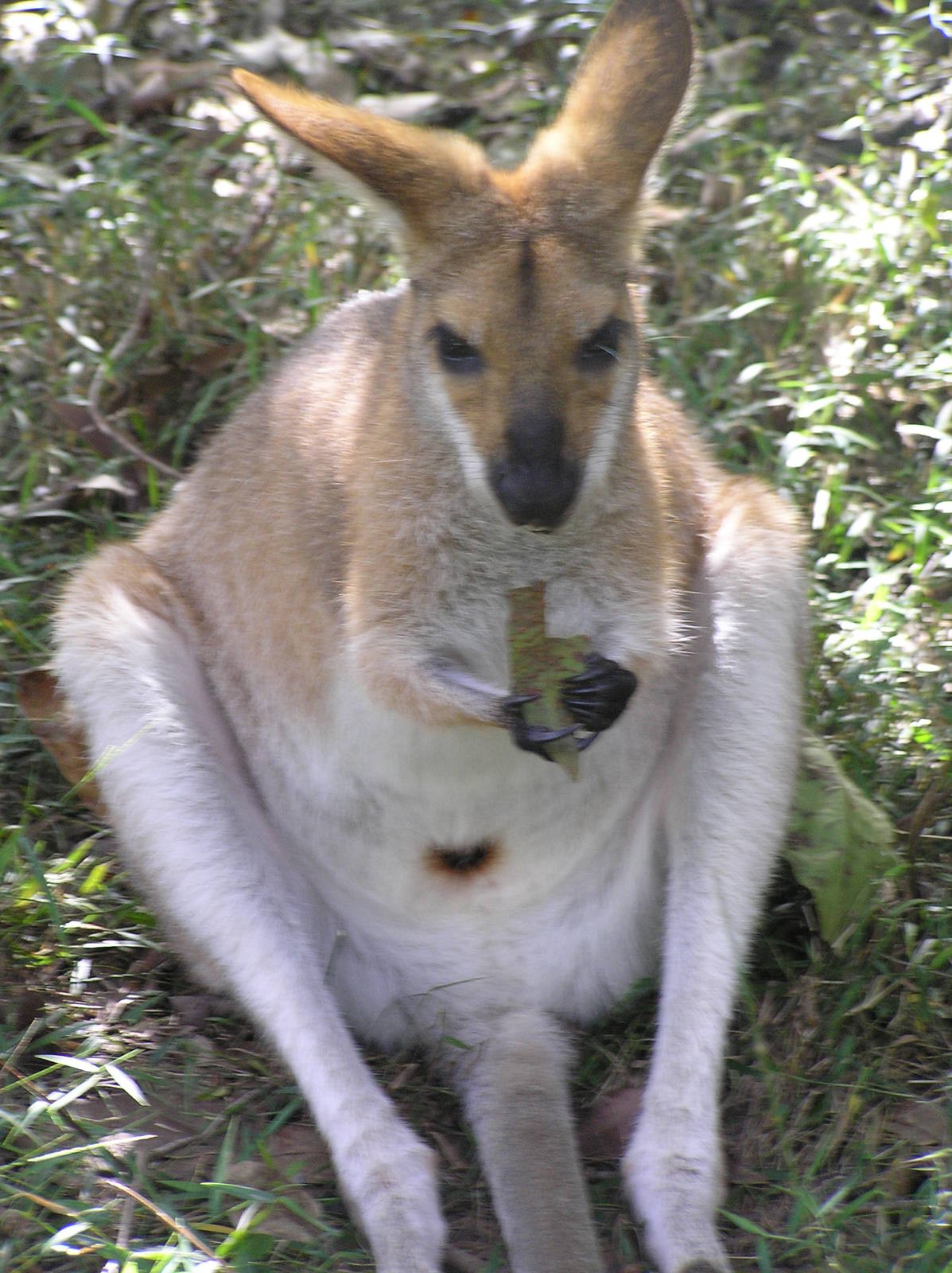 Wallaby spp? - Austrailia zoo 05