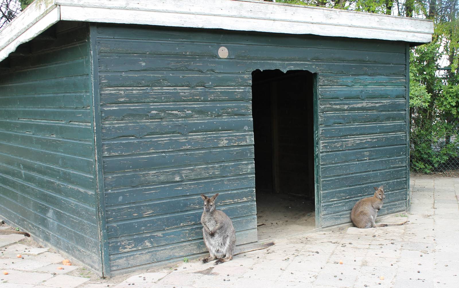 Wallaby stable
