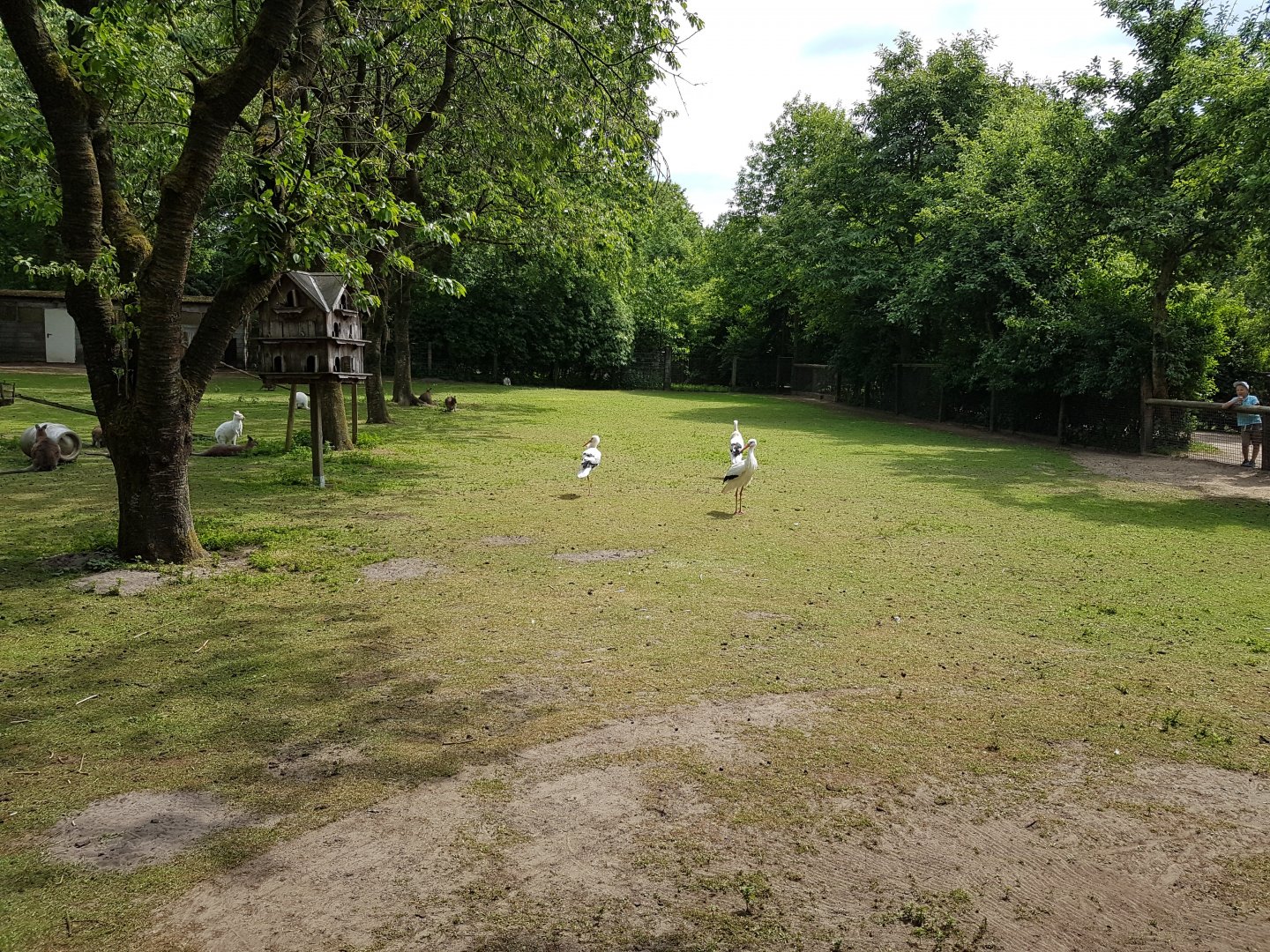 Wallaby - Stork enclosure