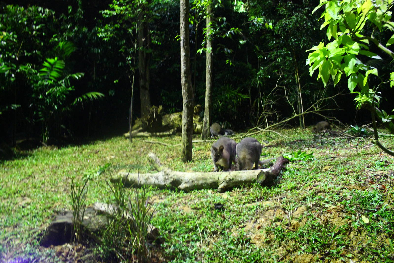 Wallaby Trail - Bennett's Wallabies