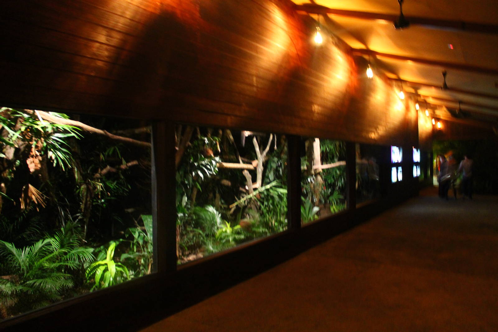 Wallaby Trail - Brush-tailed Possum exhibit