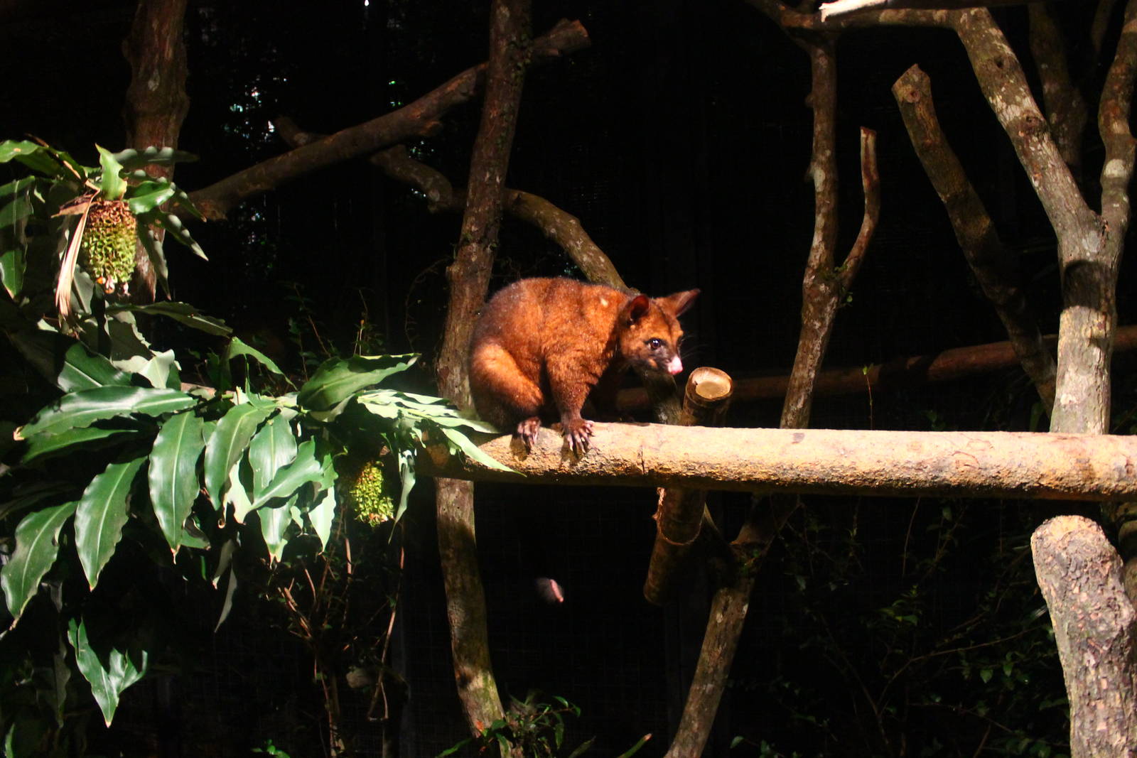 Wallaby Trail - Brush-tailed Possum
