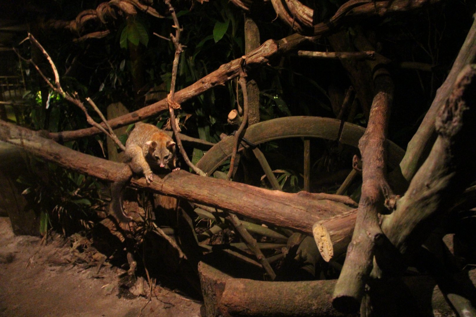 Wallaby Trail - Common Brush-tailed Possum exhibit