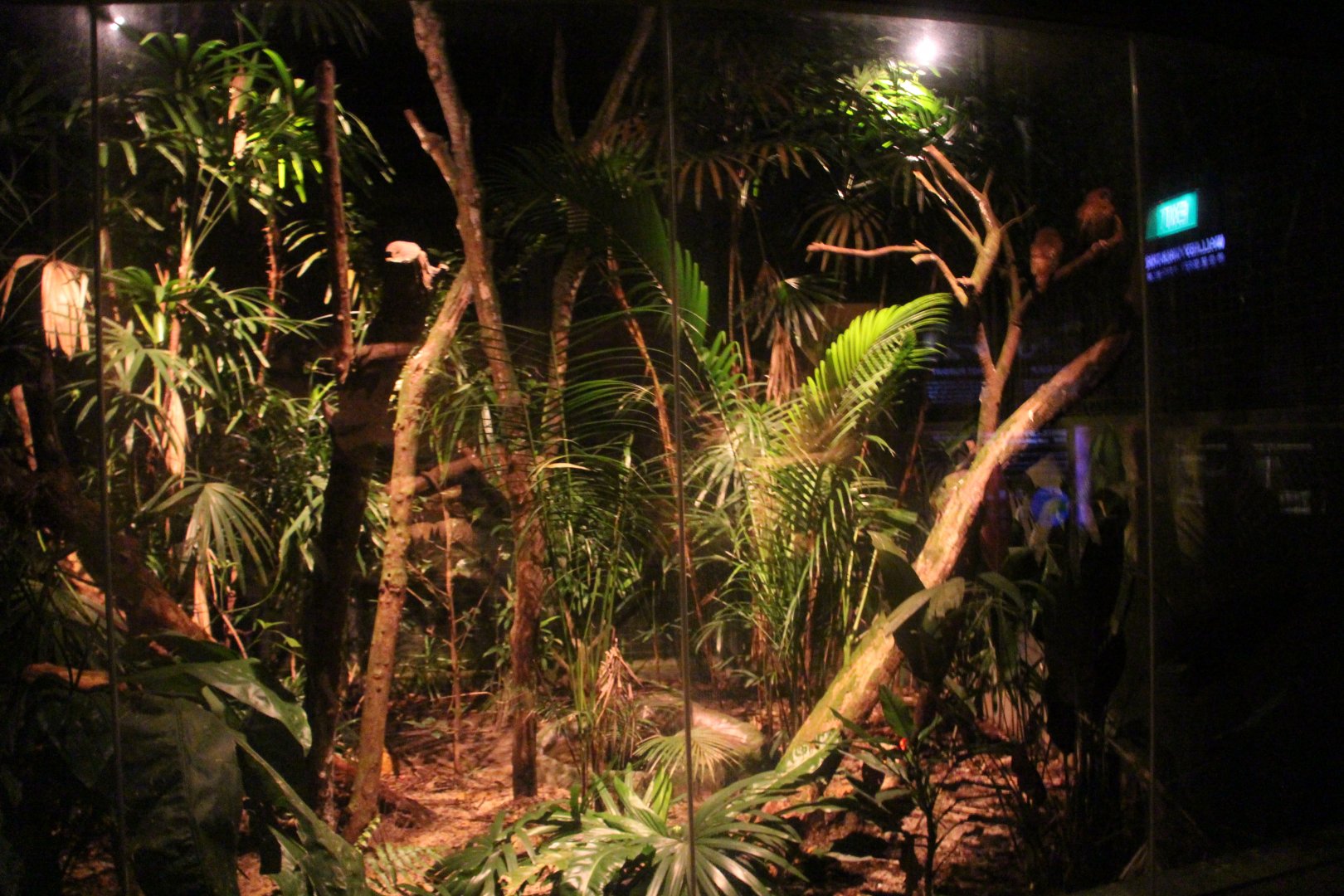 Wallaby Trail - Morepork exhibit