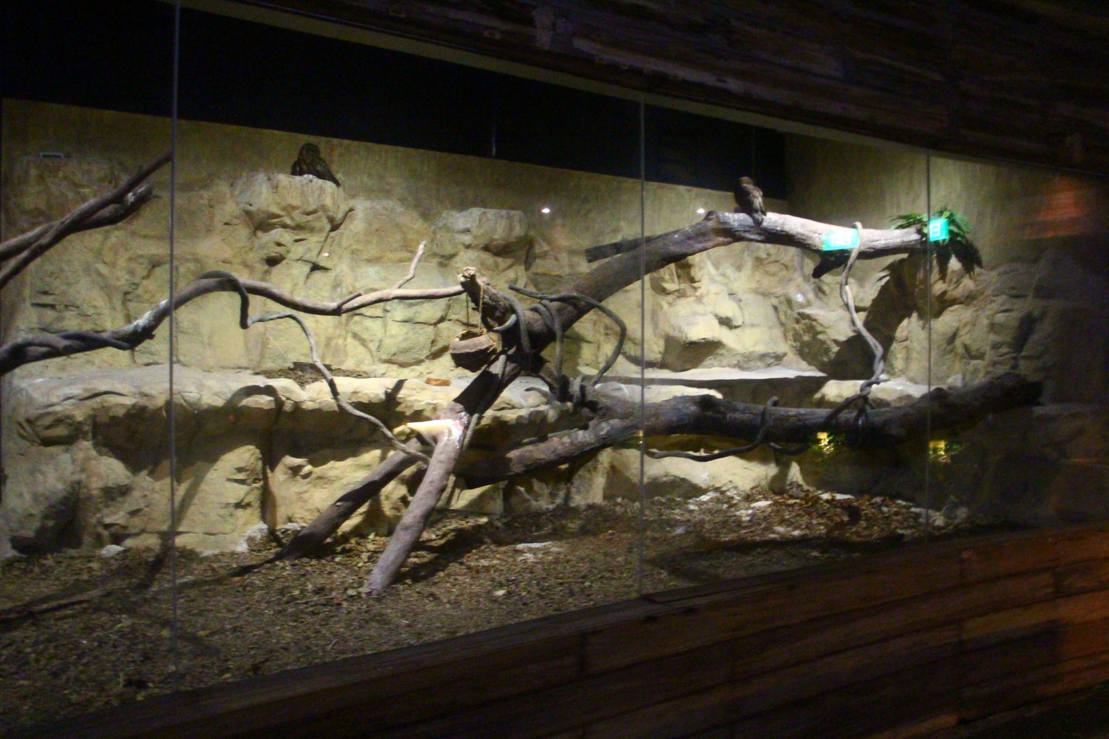 Wallaby Trail - Morepork exhibit