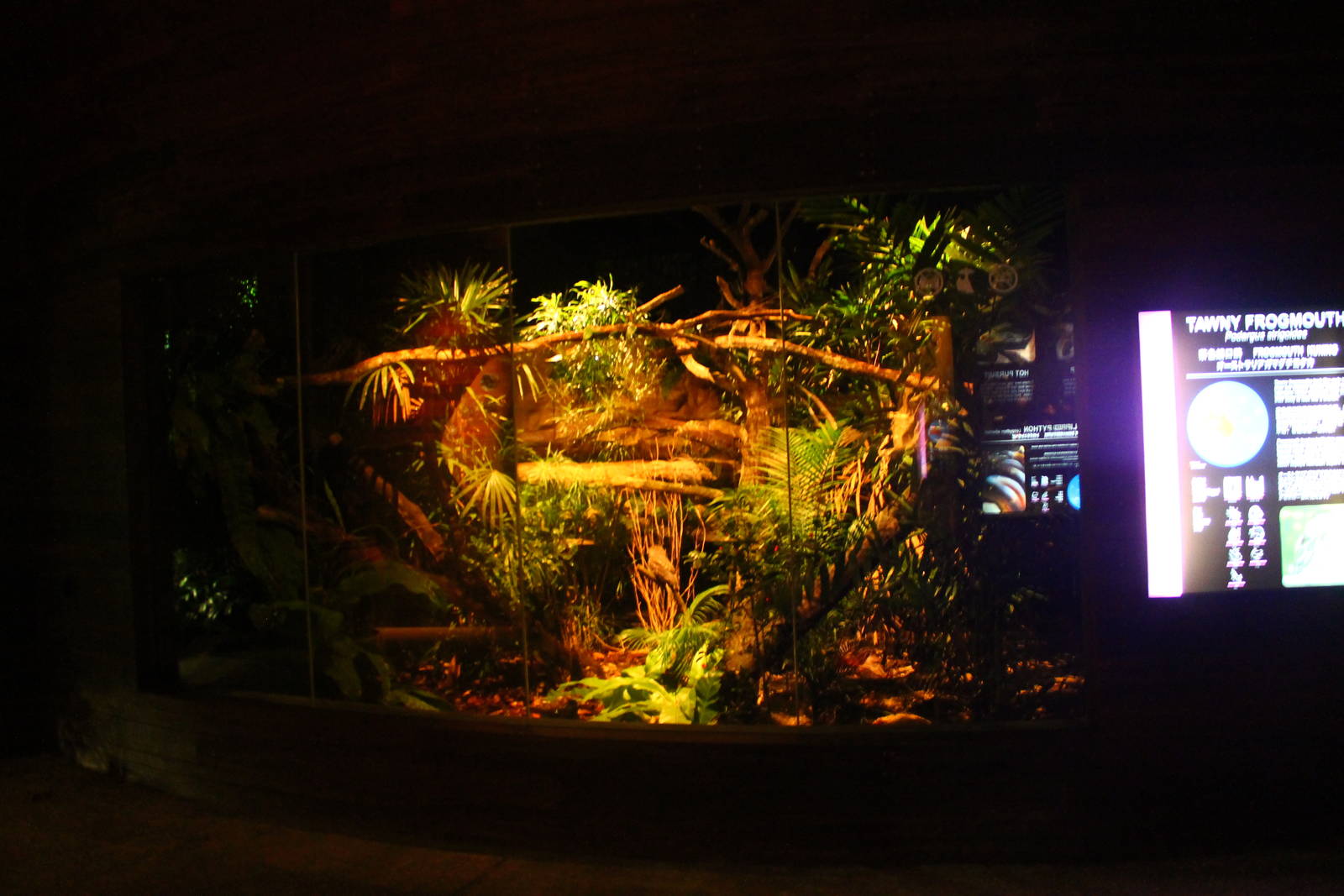 Wallaby Trail - Tawny Frogmouth exhibit