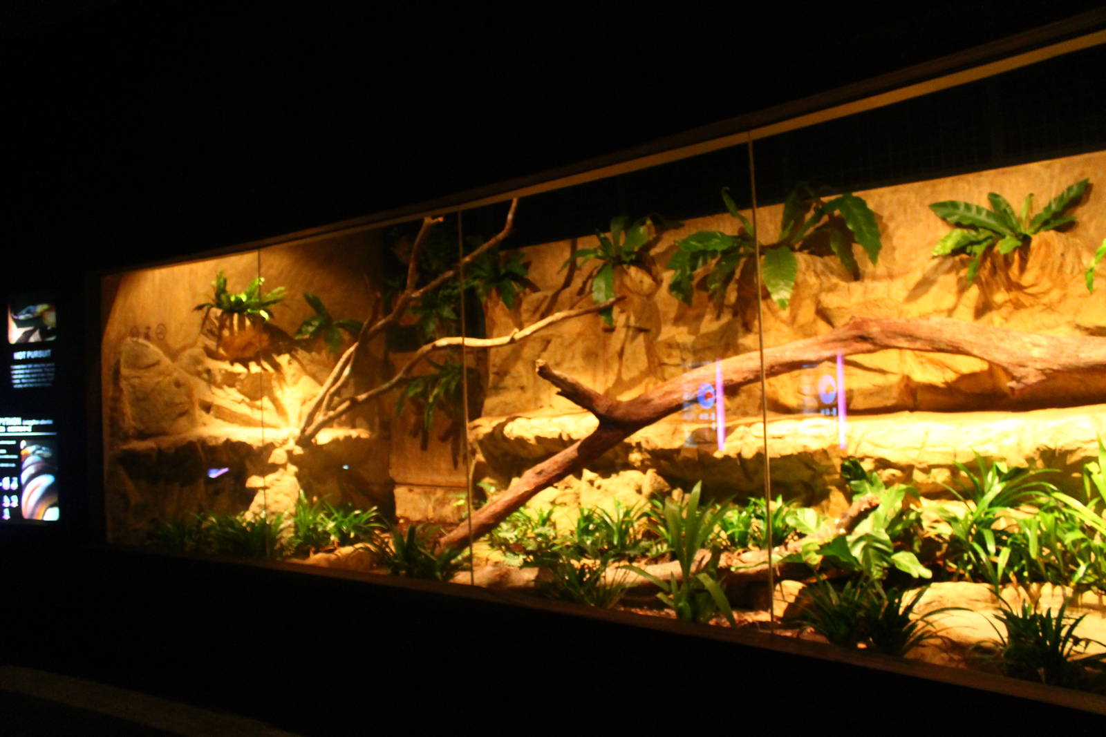 Wallaby Trail - White-lipped Python exhibit