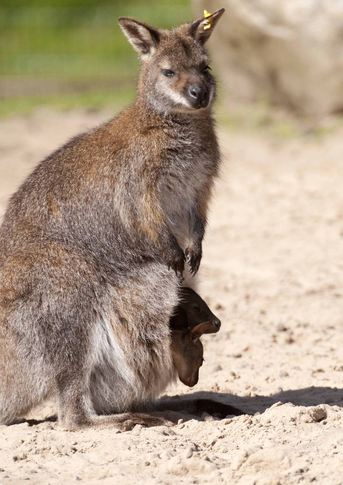 Wallaby twins