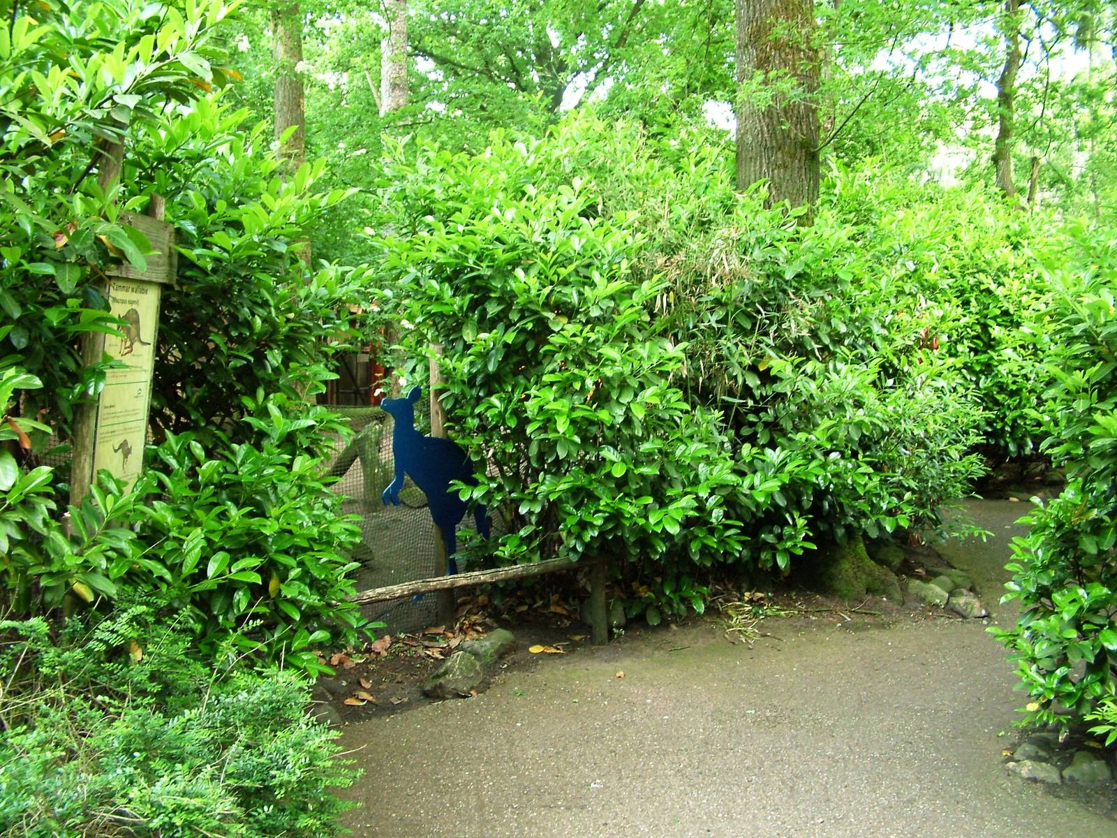 Wallaby Viewing at Amersfoort, 01/06/12