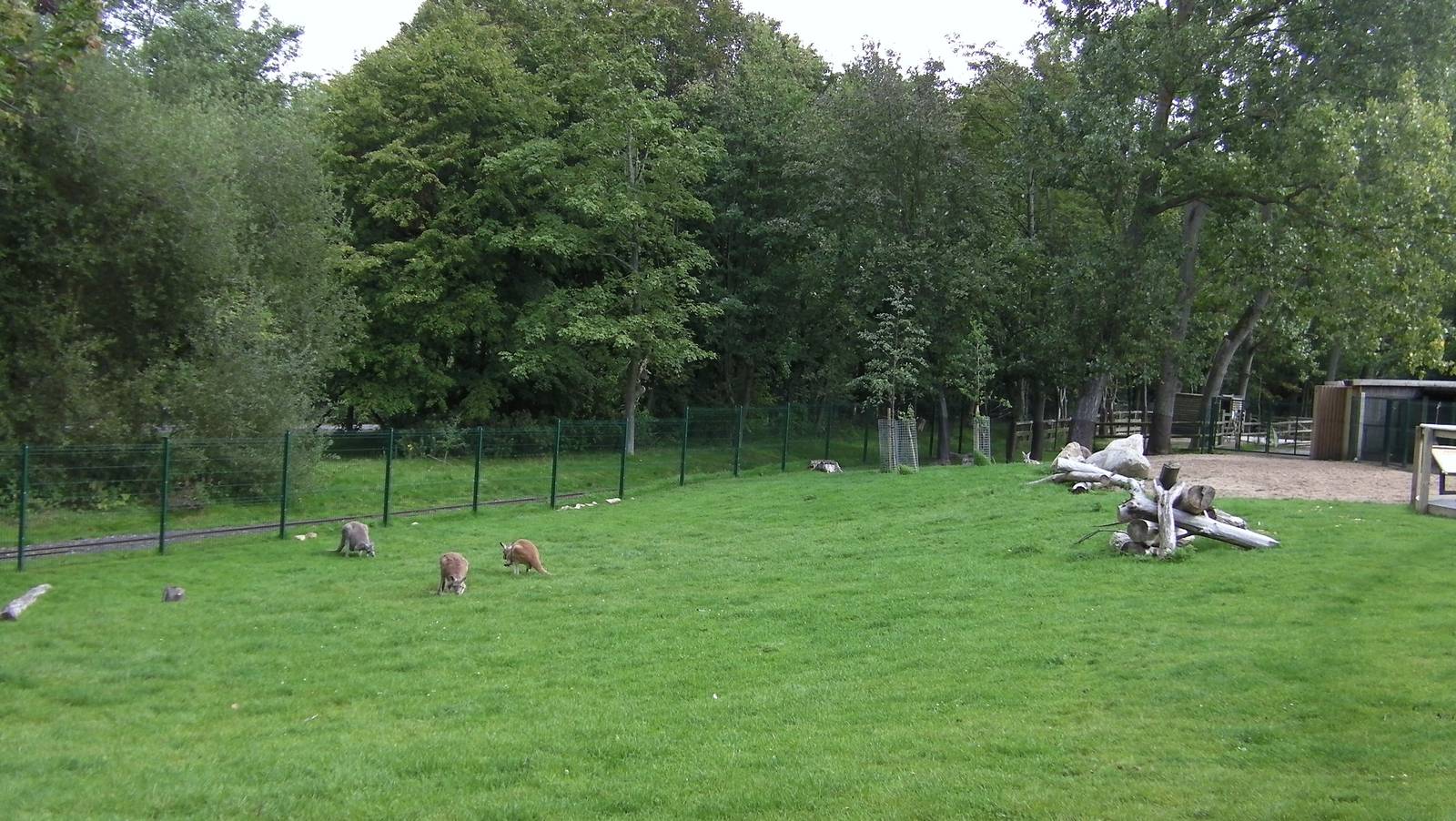 Wallaby Walk-through - 26.08.2011