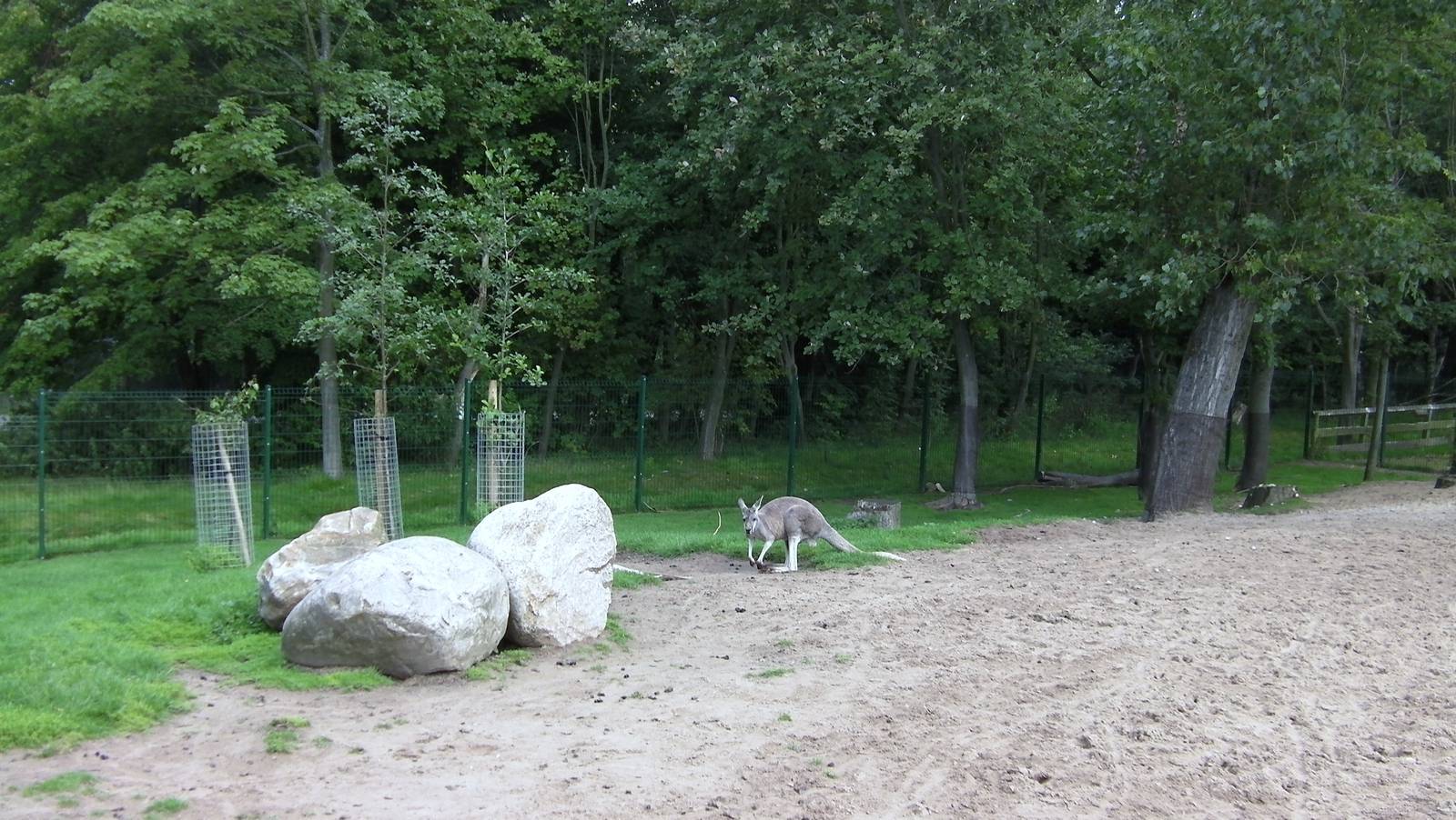 Wallaby Walk-through - 26.08.2011