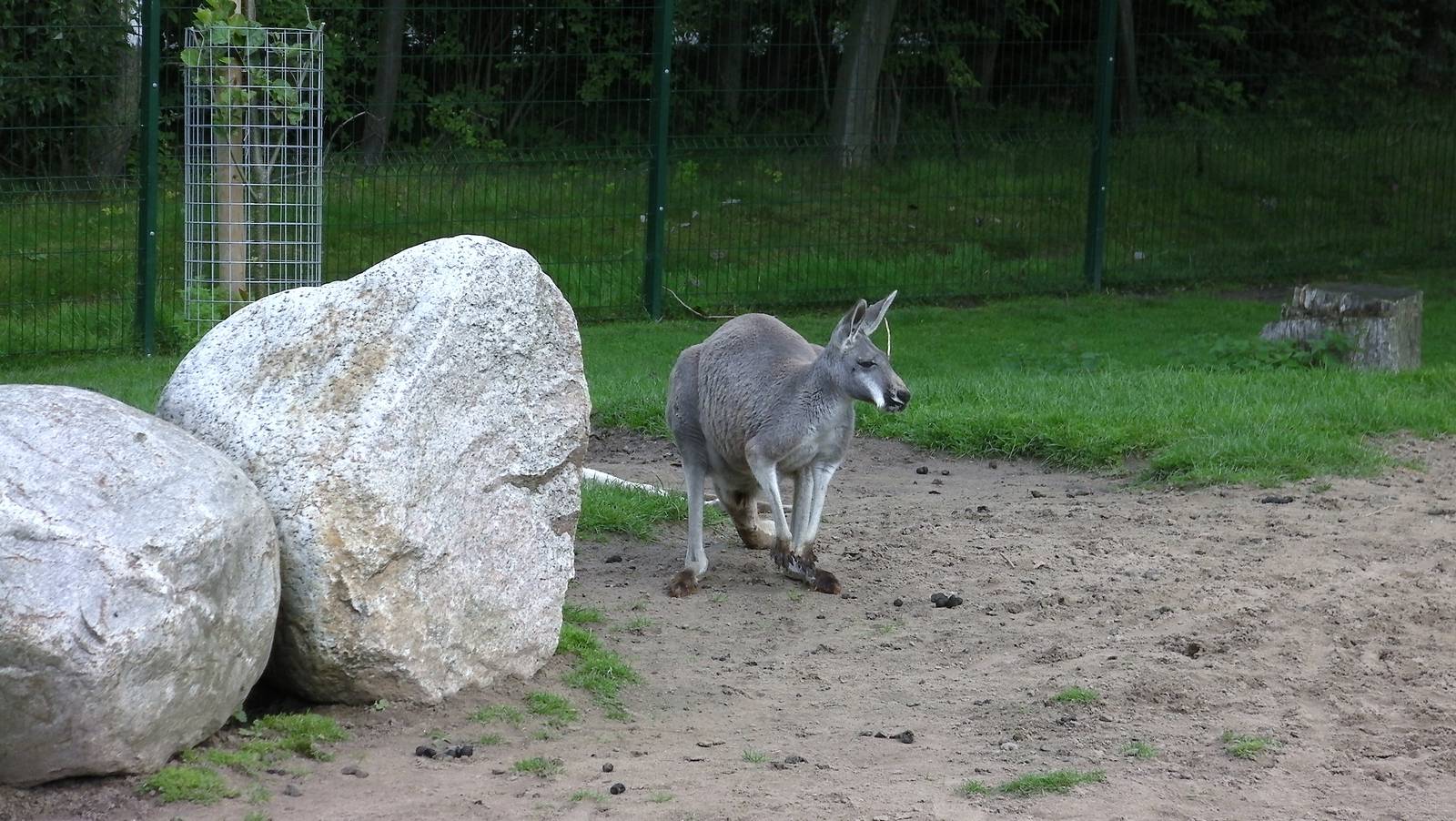 Wallaby Walk-through - 26.08.2011