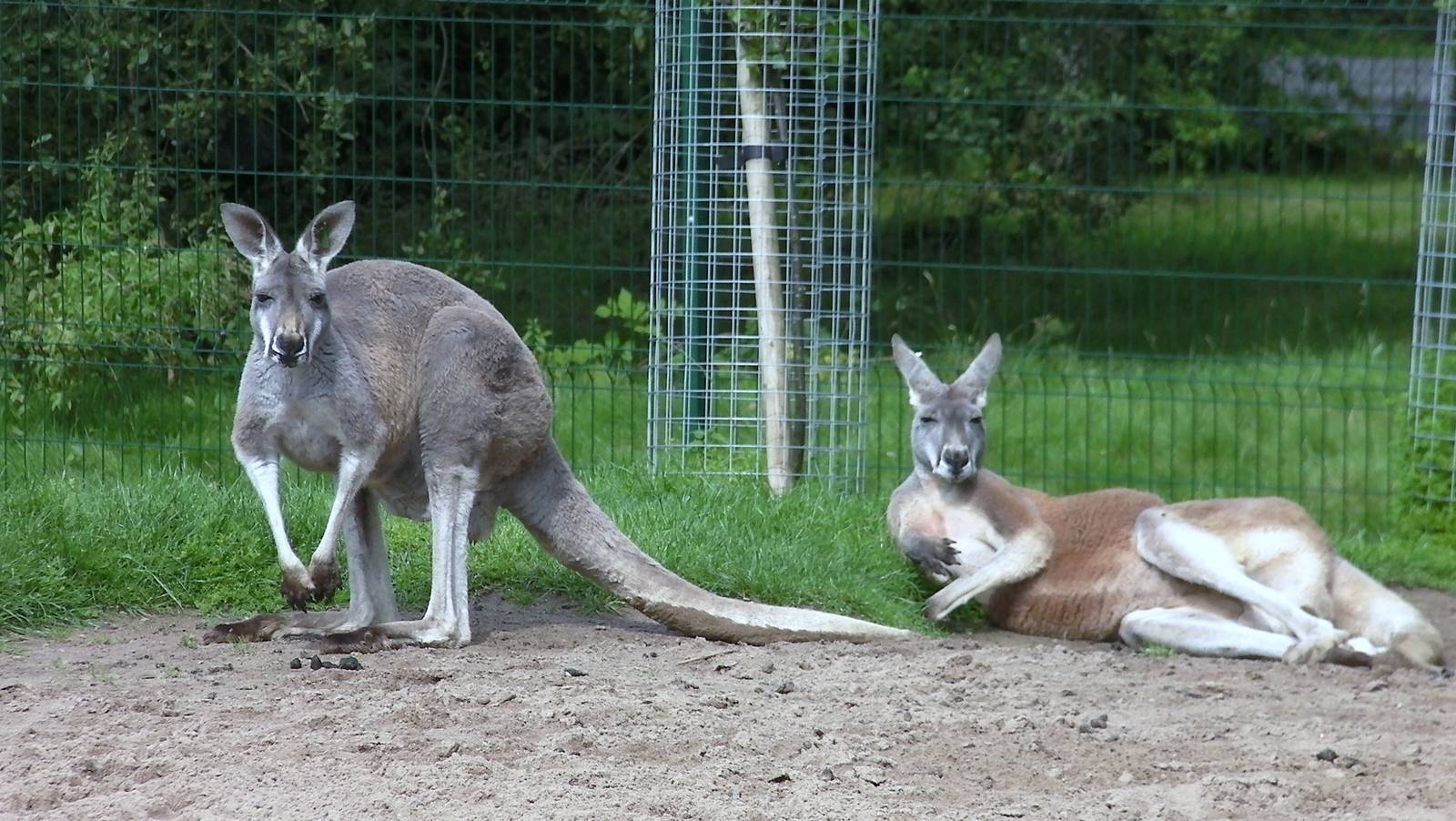 Wallaby Walk-through - 26.08.2011