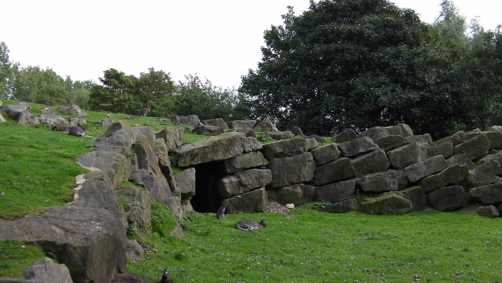 Wallaby Walk-through - 26.08.2011