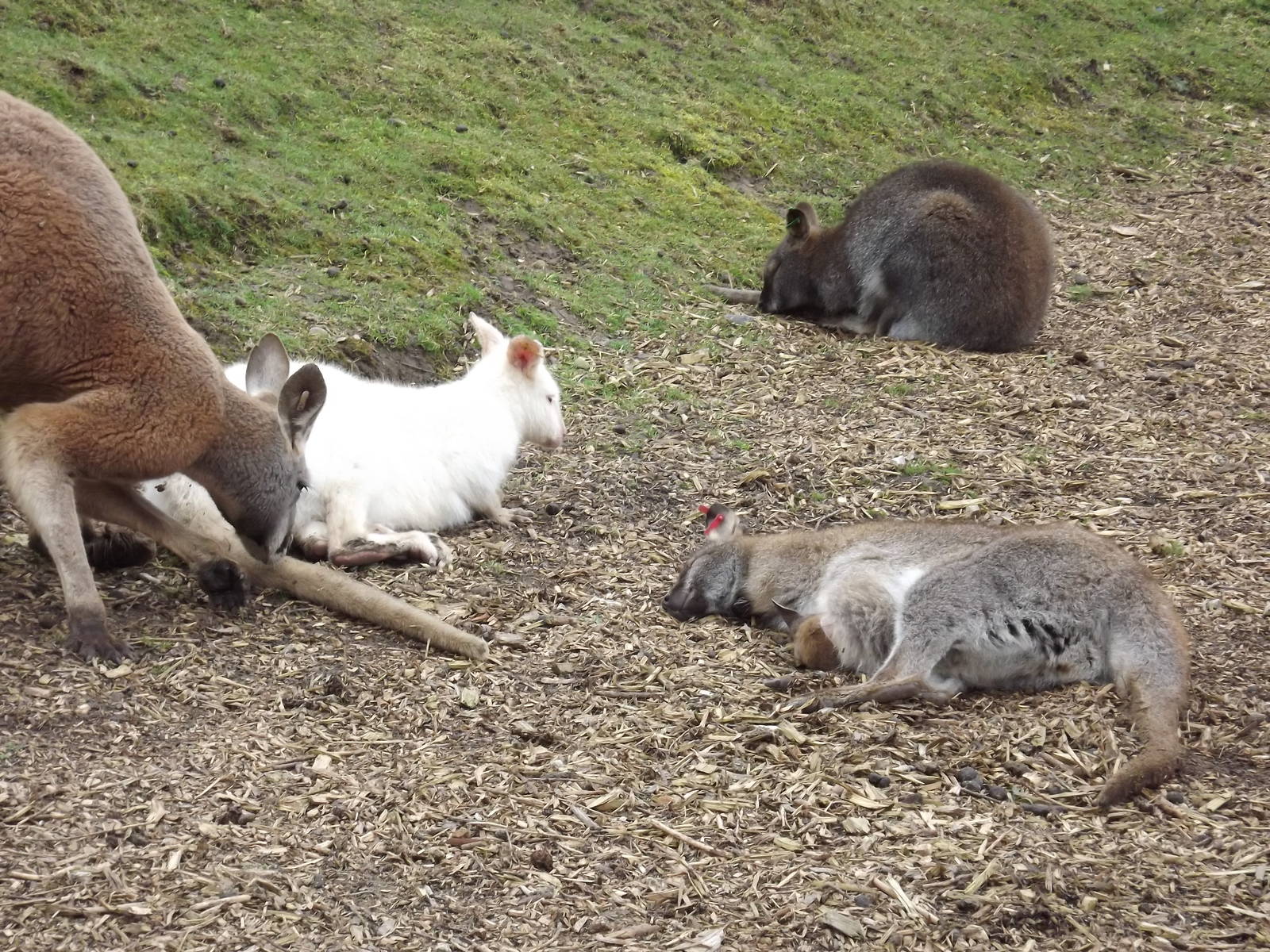 Wallaby walk through at Blackpool Zoo 11/03/12