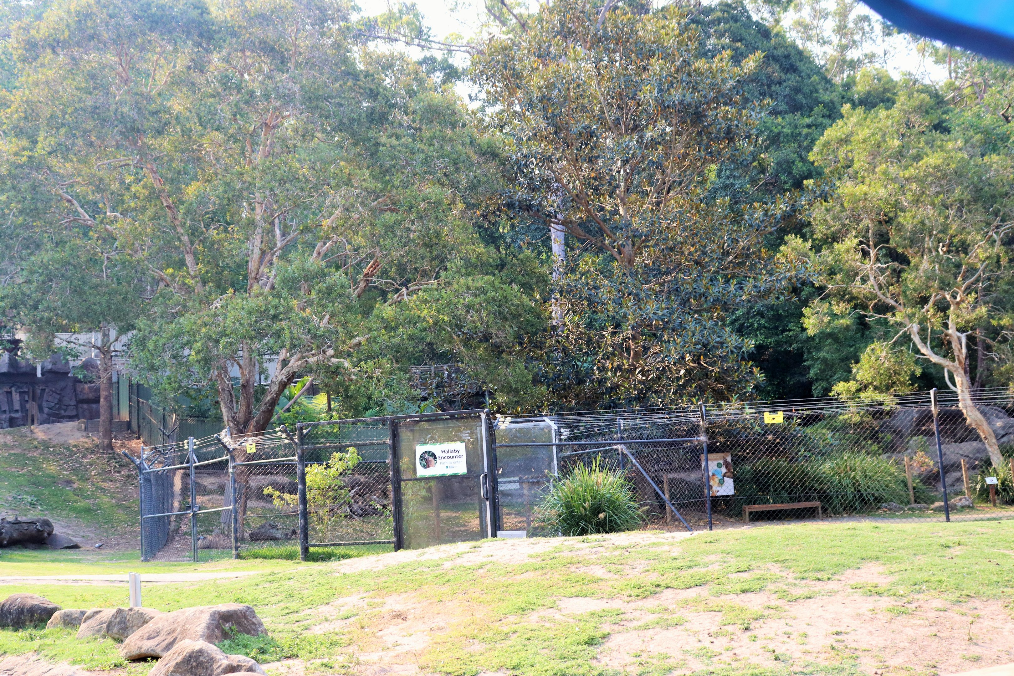 Wallaby Walk-through Enclosure