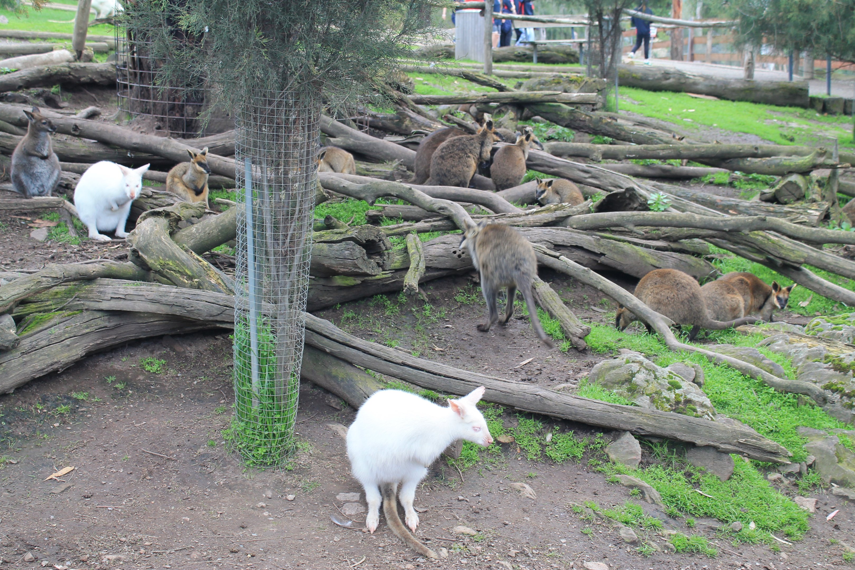 Wallaby walk-through enclosure