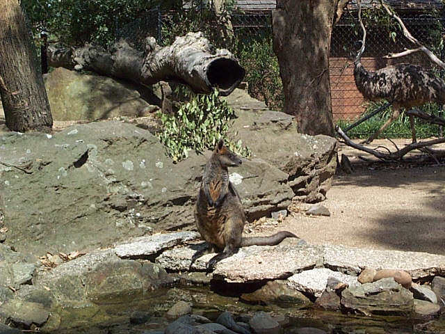 wallaby walk through outback exhibit Dec 2001