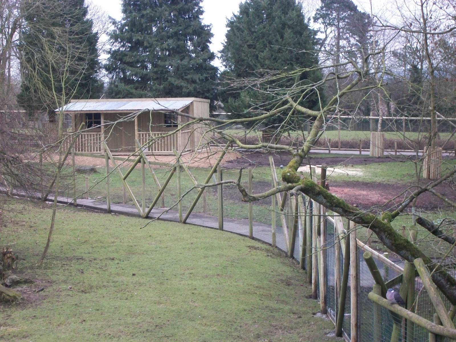 Wallaby Walk-through under construction 22nd February 2013