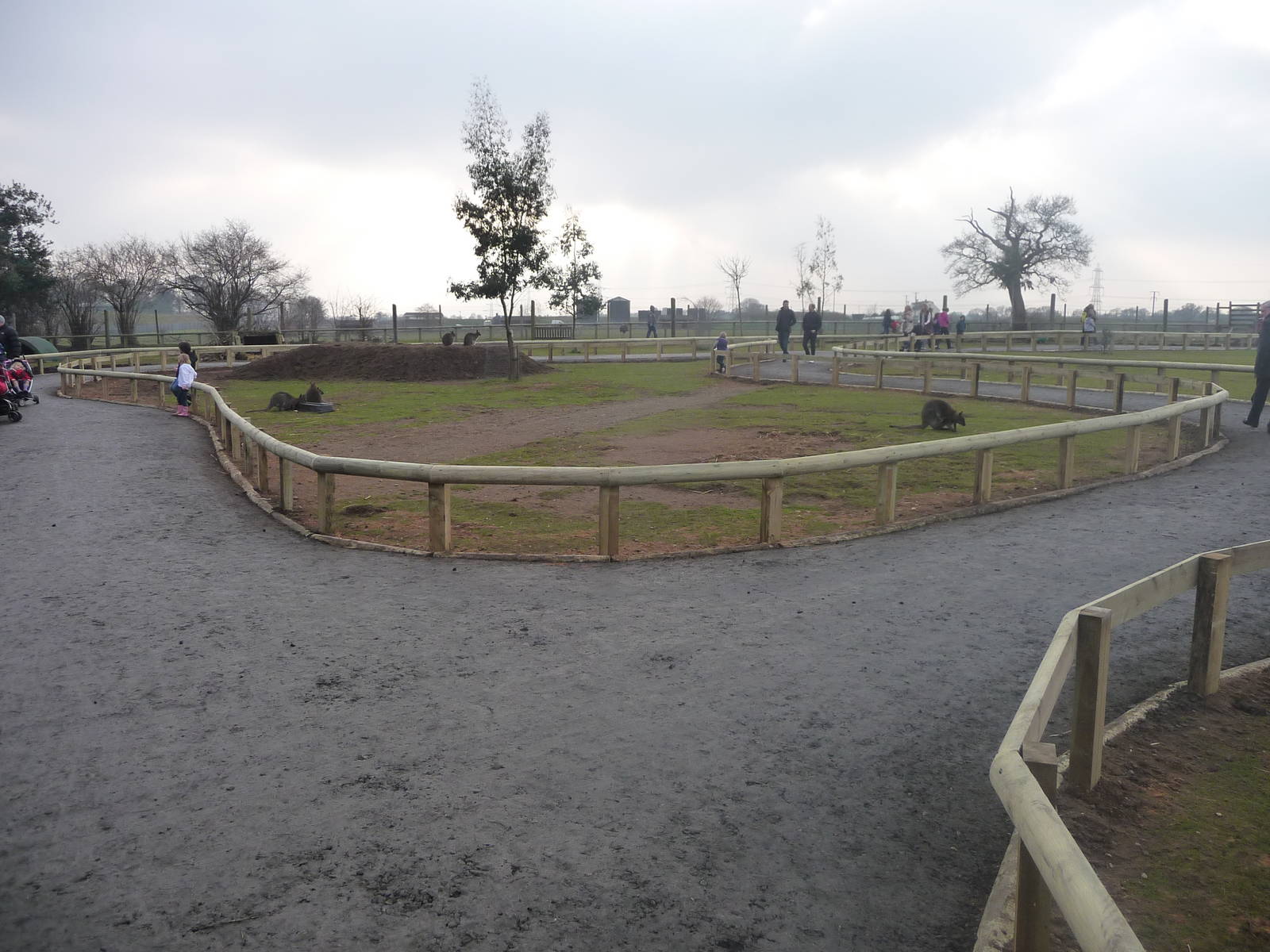 Wallaby walk through