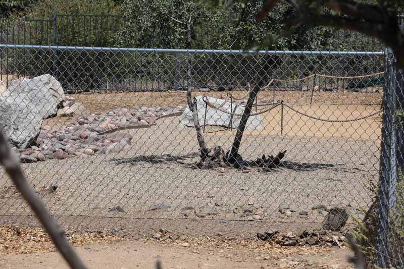 wallaby walk through