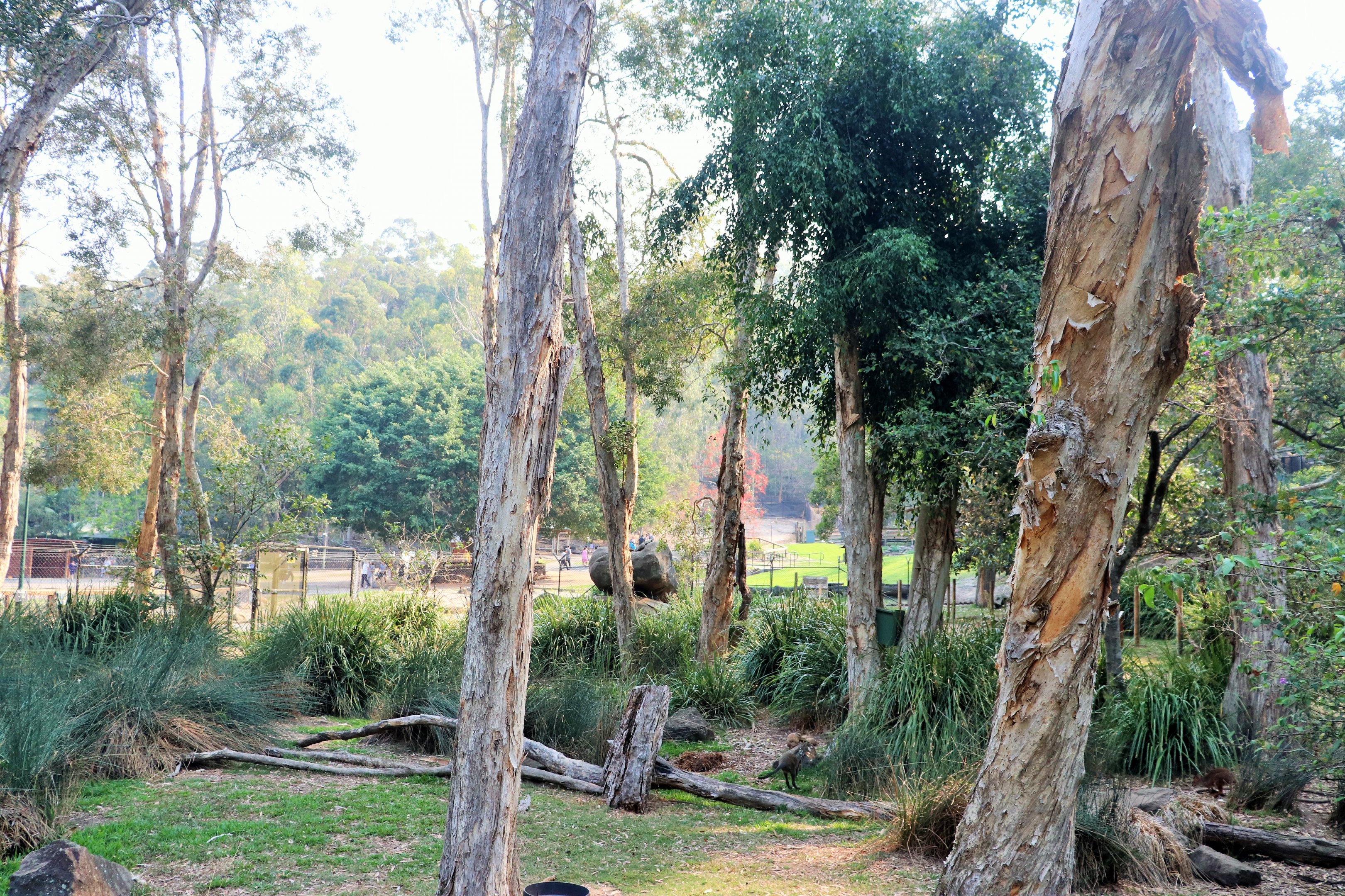 Wallaby Walk-through
