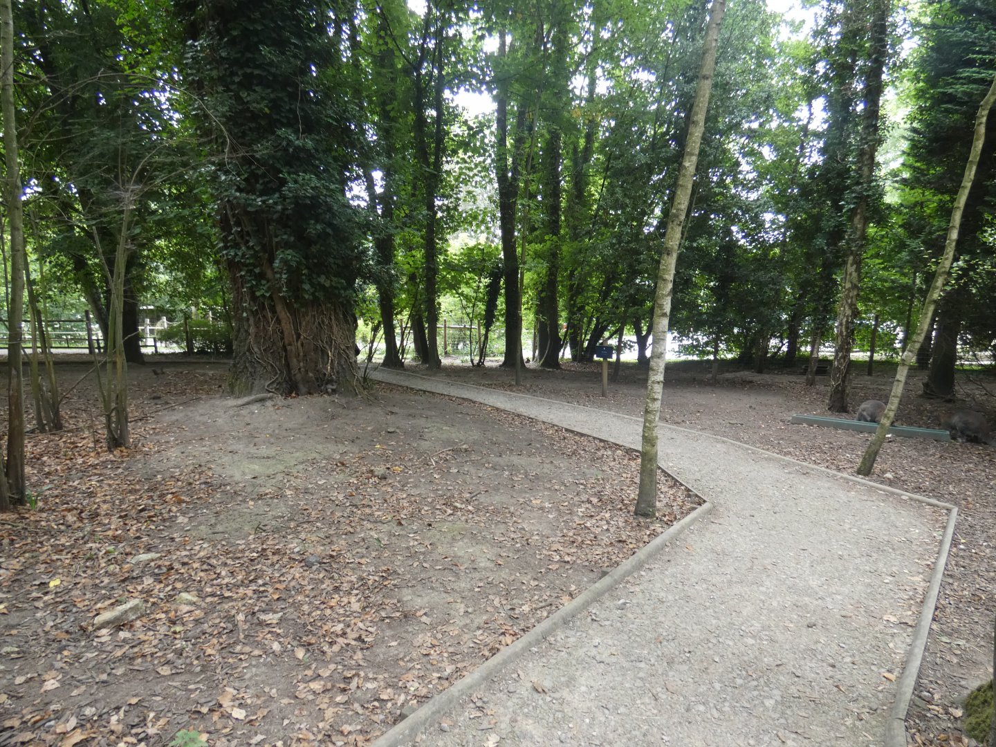 Wallaby Walk-through