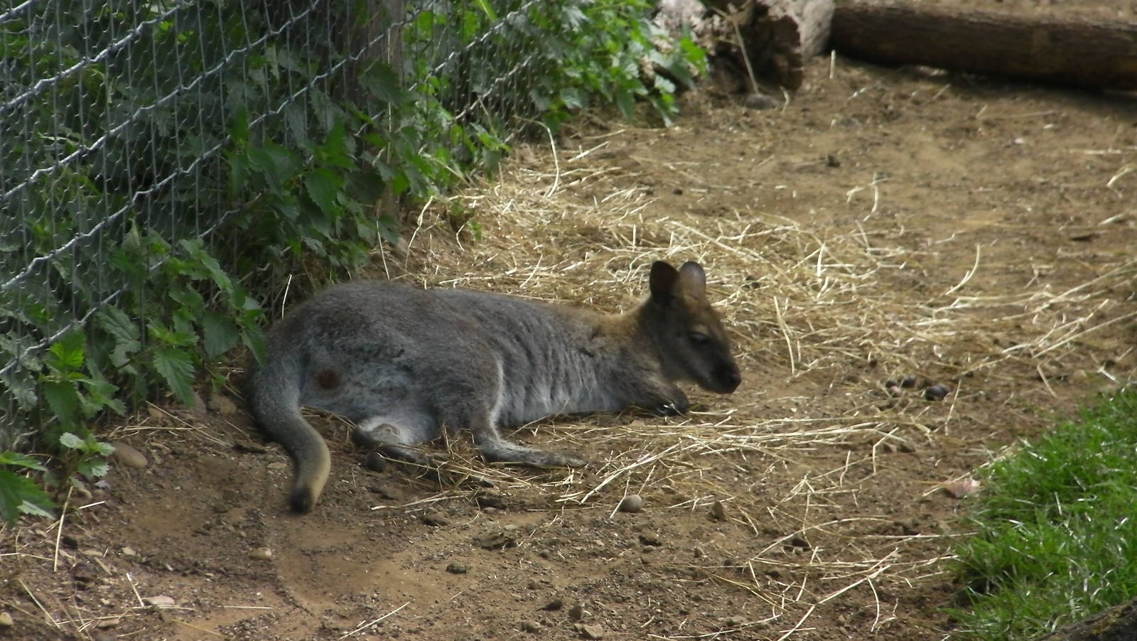 Wallaby Walkabout - 19.08.2011
