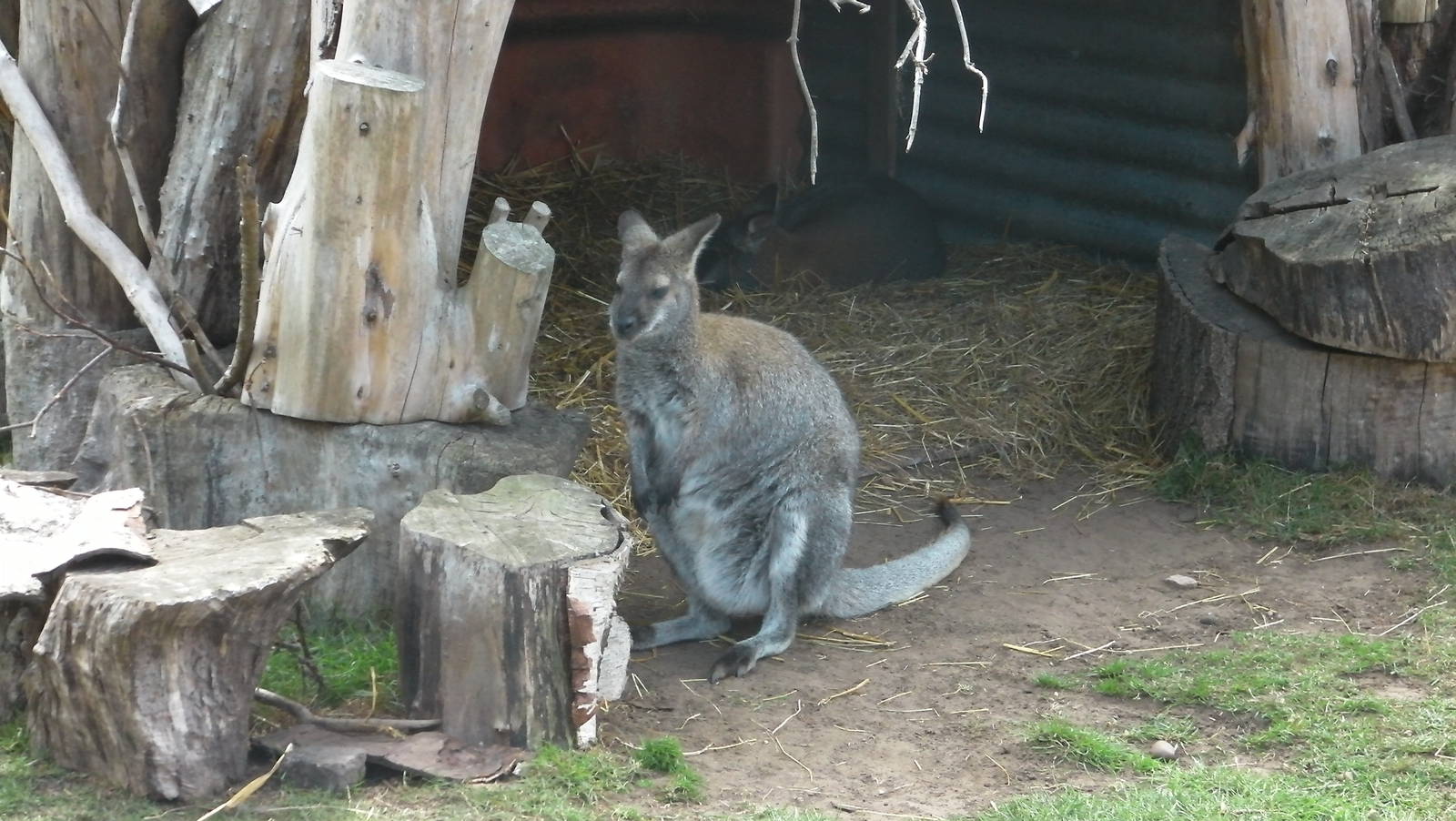 Wallaby Walkabout - 19.08.2011