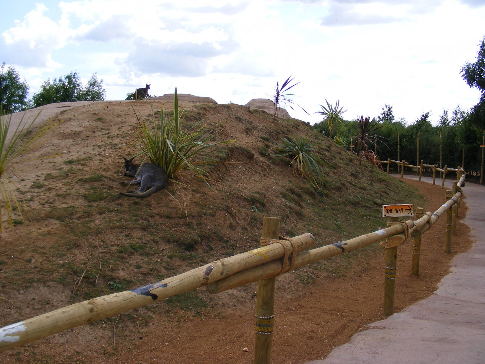 Wallaby walkabout - 5 July 2009