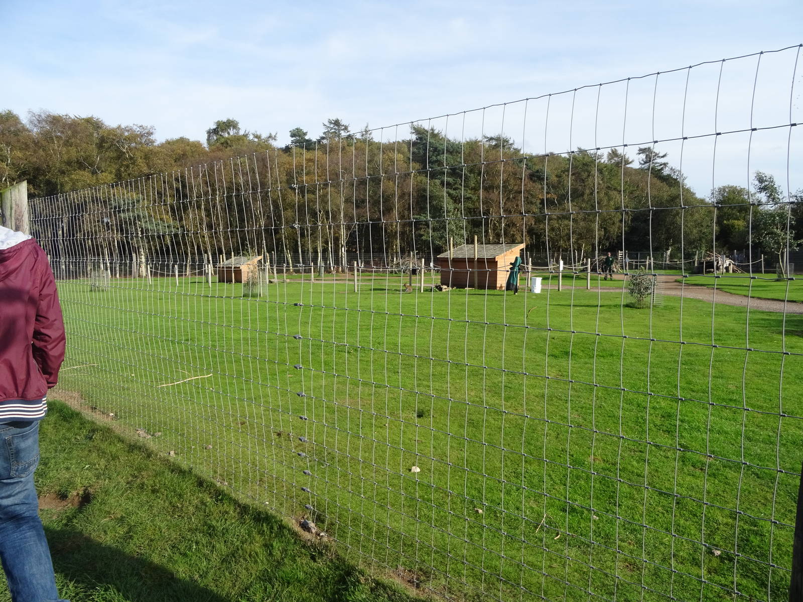 Wallaby Walkabout at Yorkshire Wildlife Park