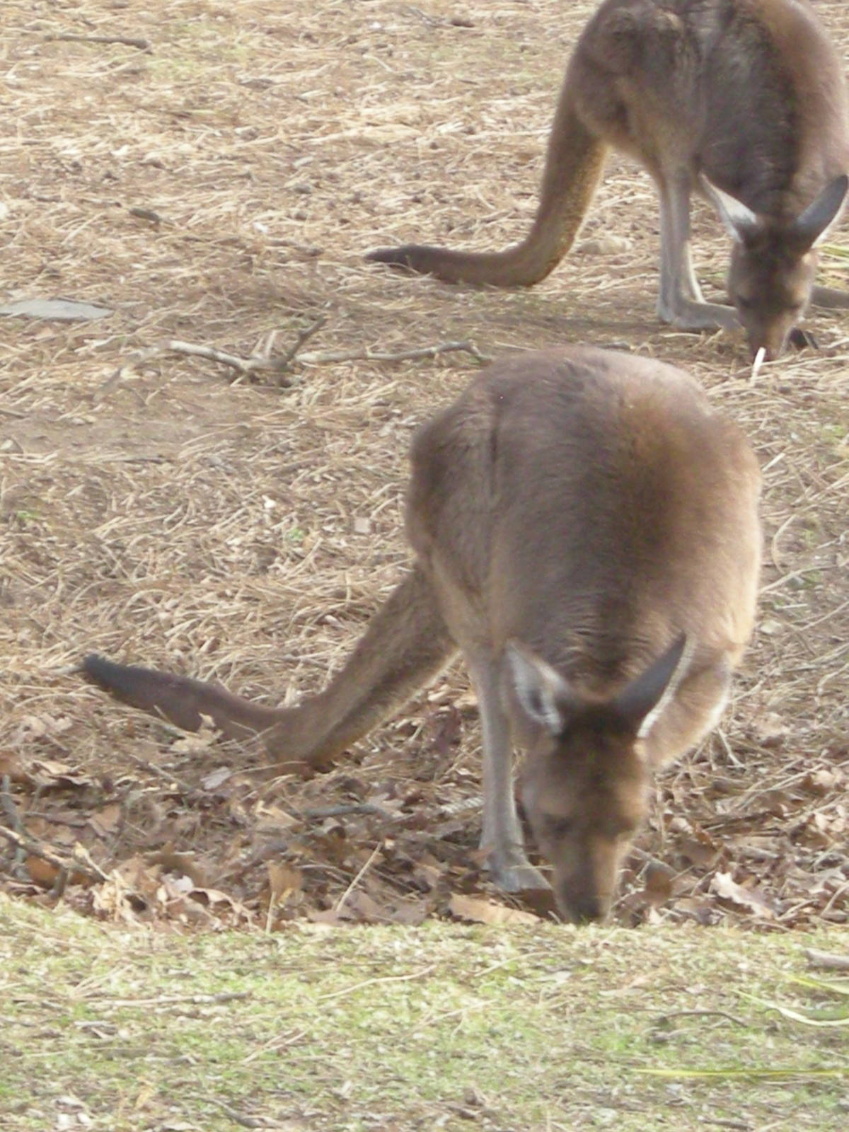 Wallaby Walkabout