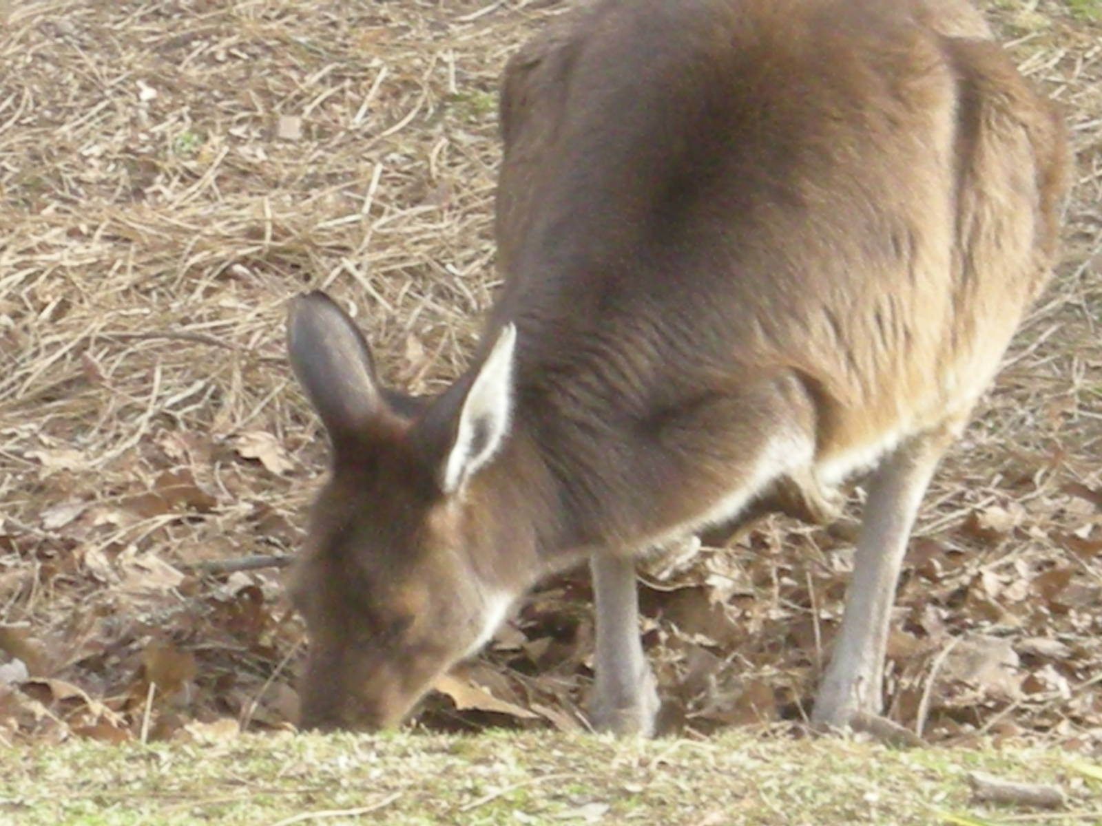 Wallaby Walkabout