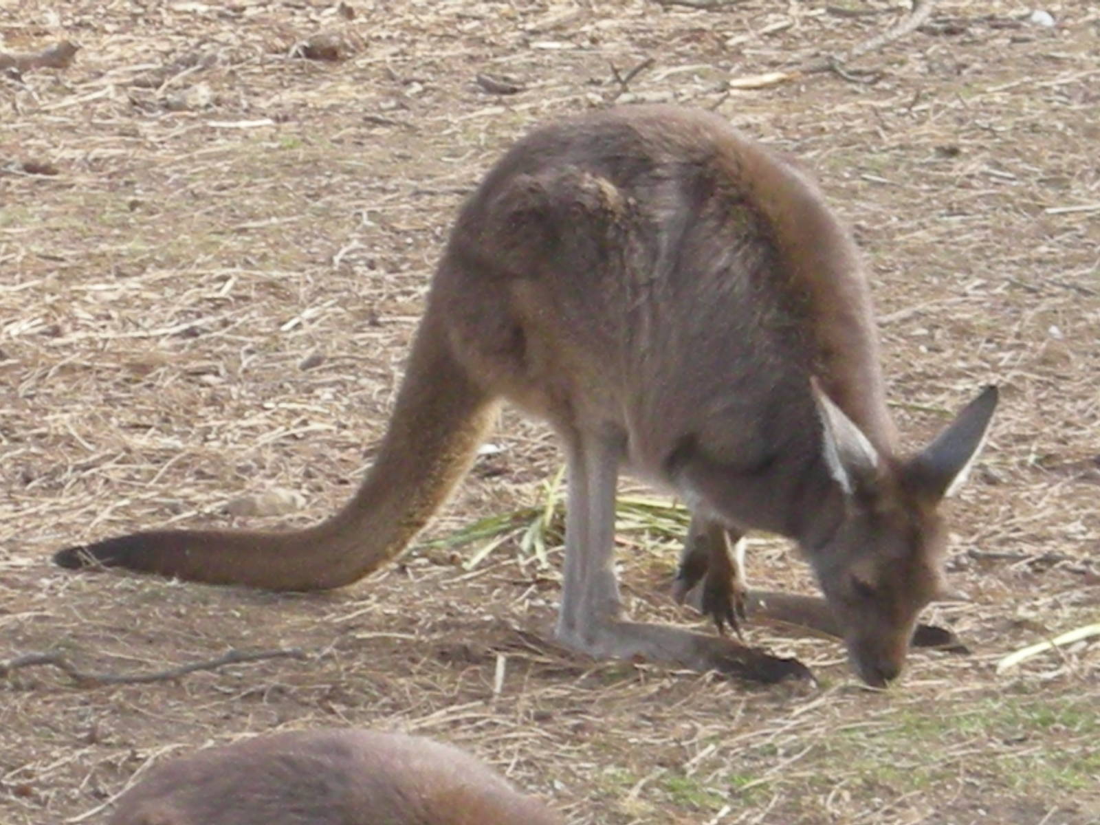 Wallaby Walkabout