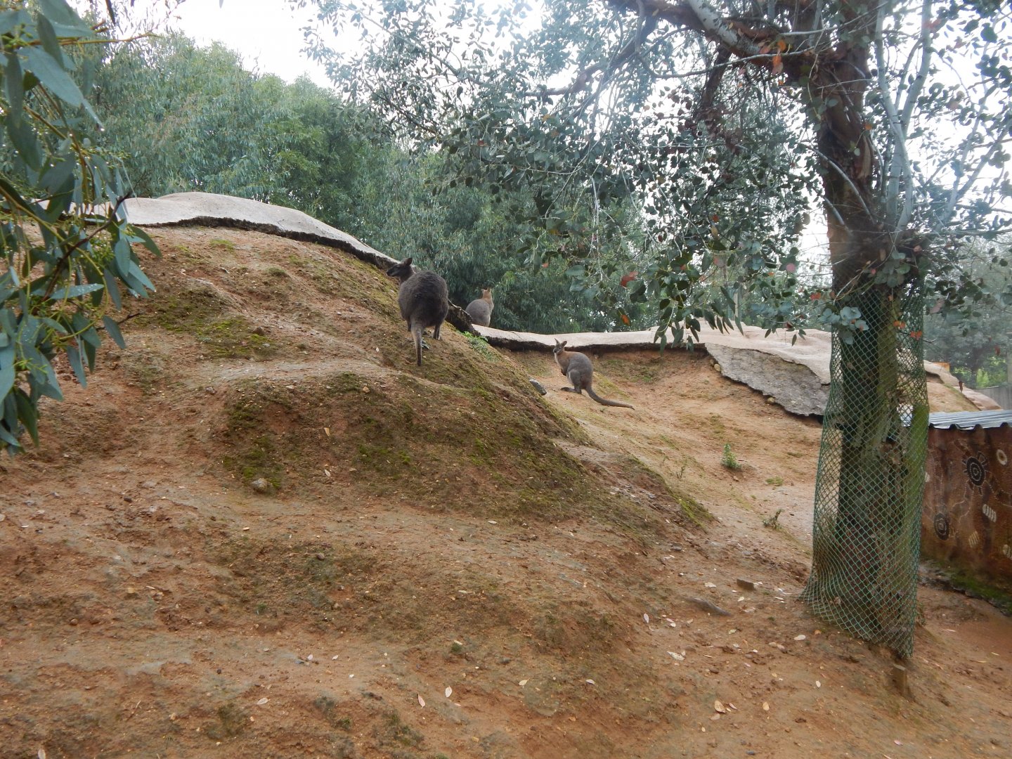 Wallaby walkthrough 140921