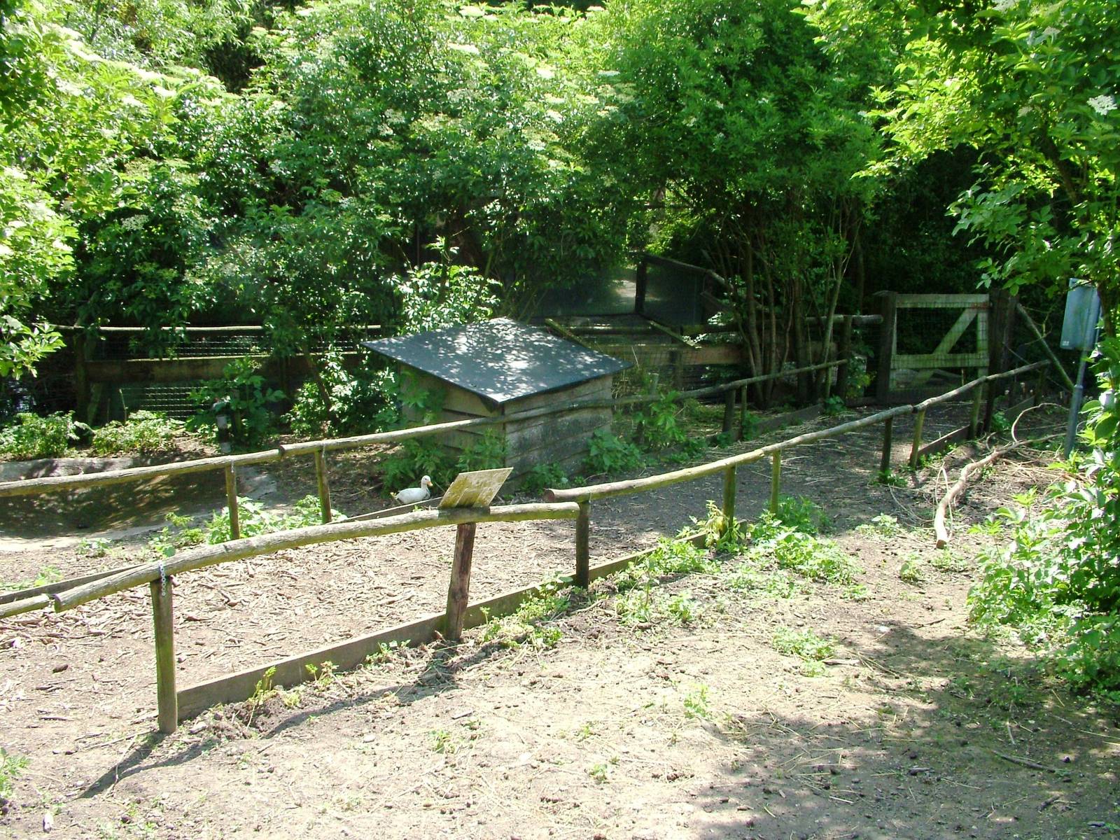 Wallaby Walkthrough at De Paay, 02/06/12