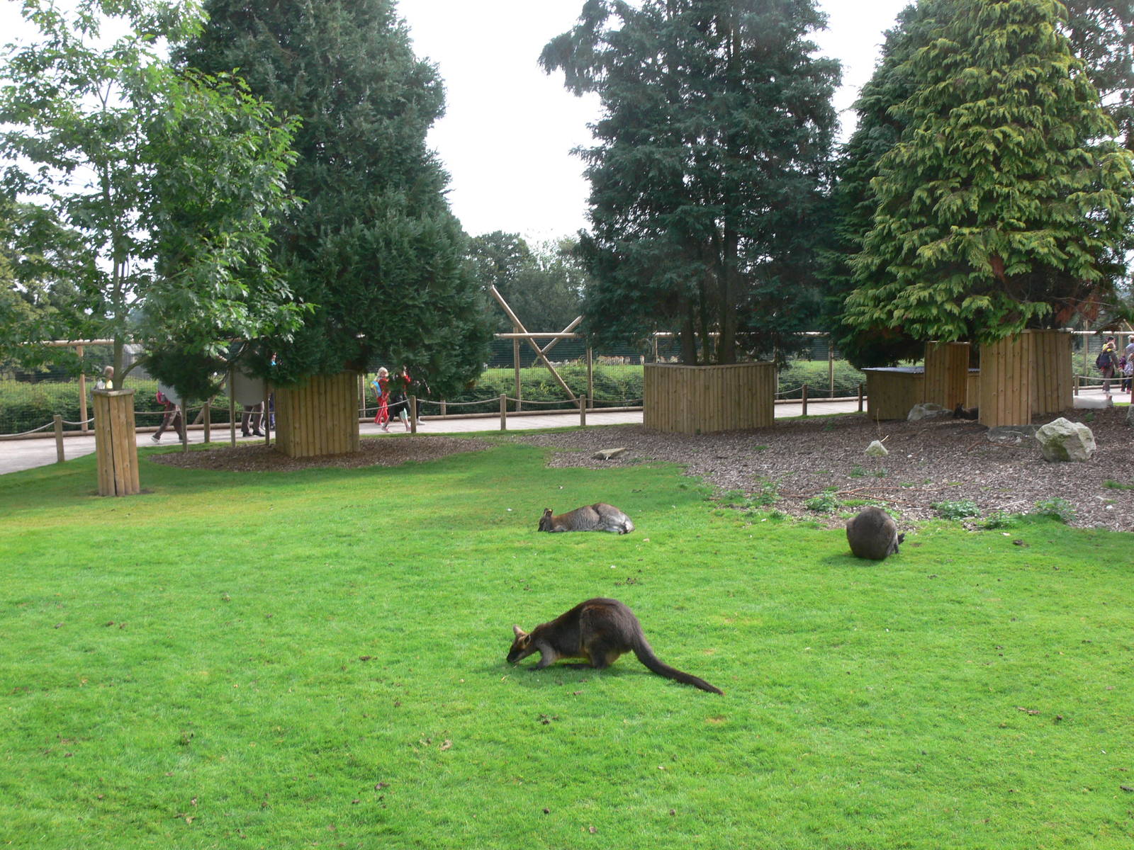 Wallaby Walkthrough at Flamingo Land, 21/09/13
