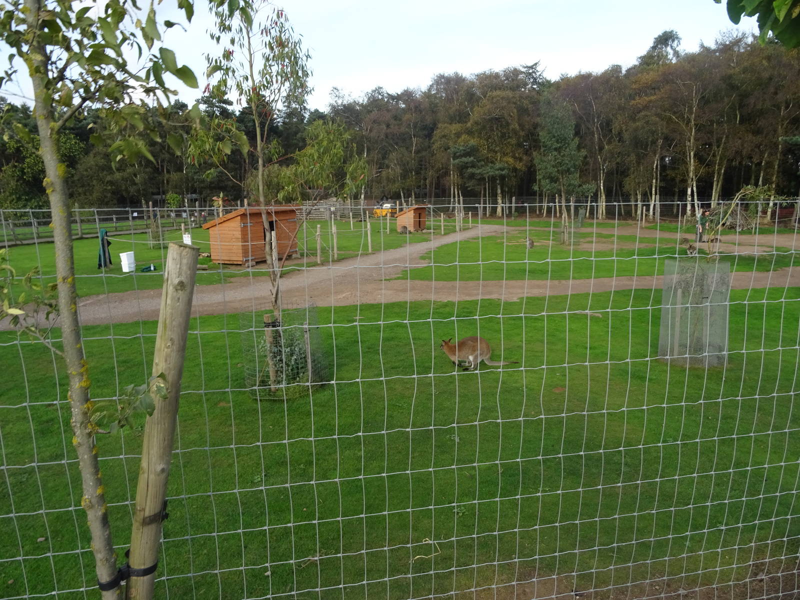 Wallaby Walkthrough Exhibit at Yorkshire Wildlife Park