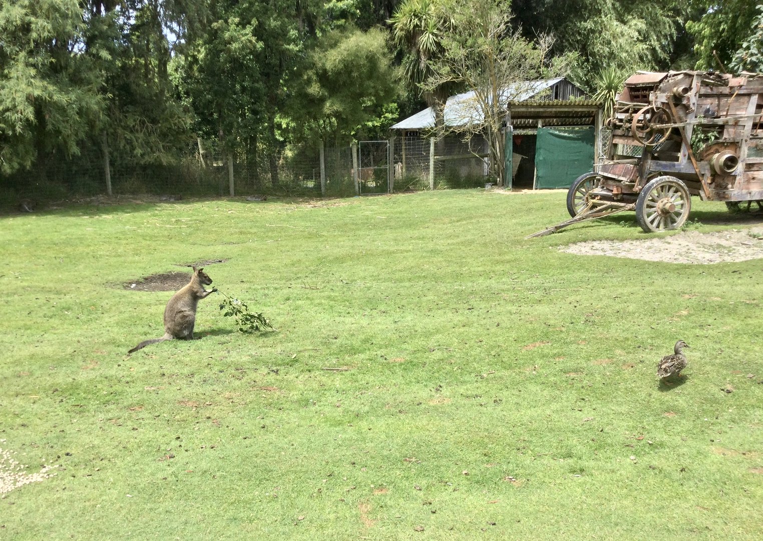 Wallaby Walkthrough Exhibit