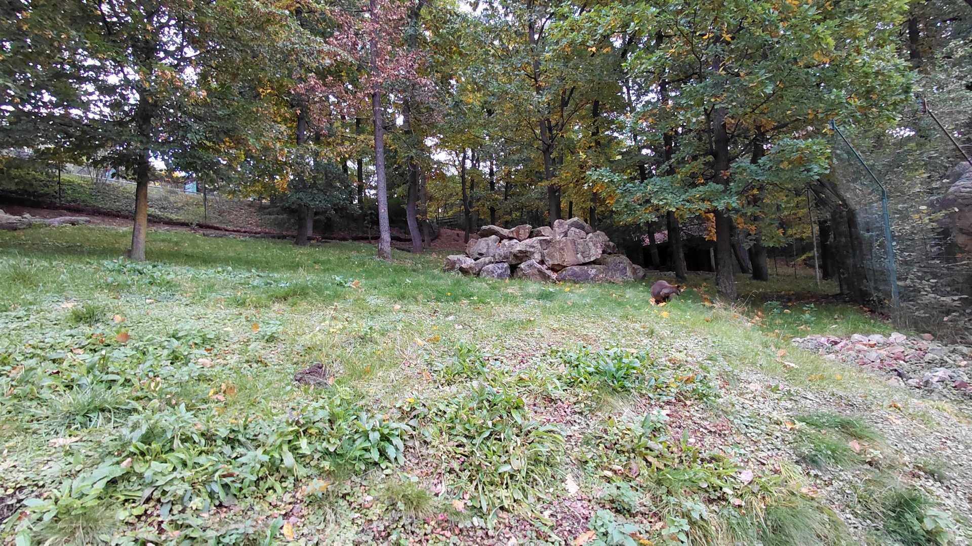 Wallaby (walkthrough) exhibit