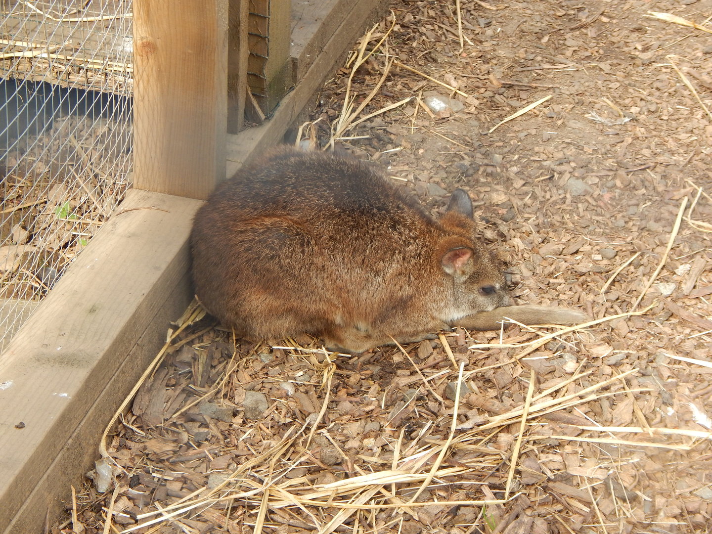 Wallaby Walkthrough - Parma wallaby 200922