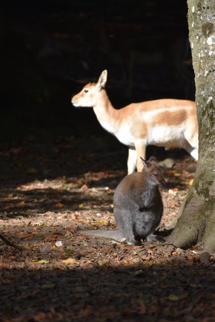 Wallaby with Blackbuck